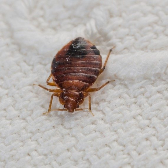 Bed Bugs, Pest Control in Chingford, Highams Park, E4. Call Now! 020 8166 9746