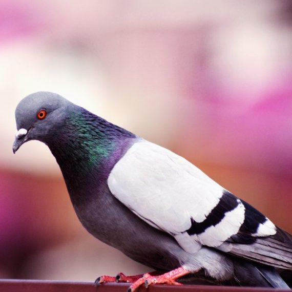 Birds, Pest Control in Chingford, Highams Park, E4. Call Now! 020 8166 9746