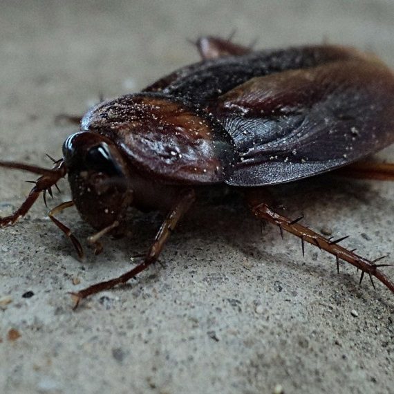Cockroaches, Pest Control in Chingford, Highams Park, E4. Call Now! 020 8166 9746