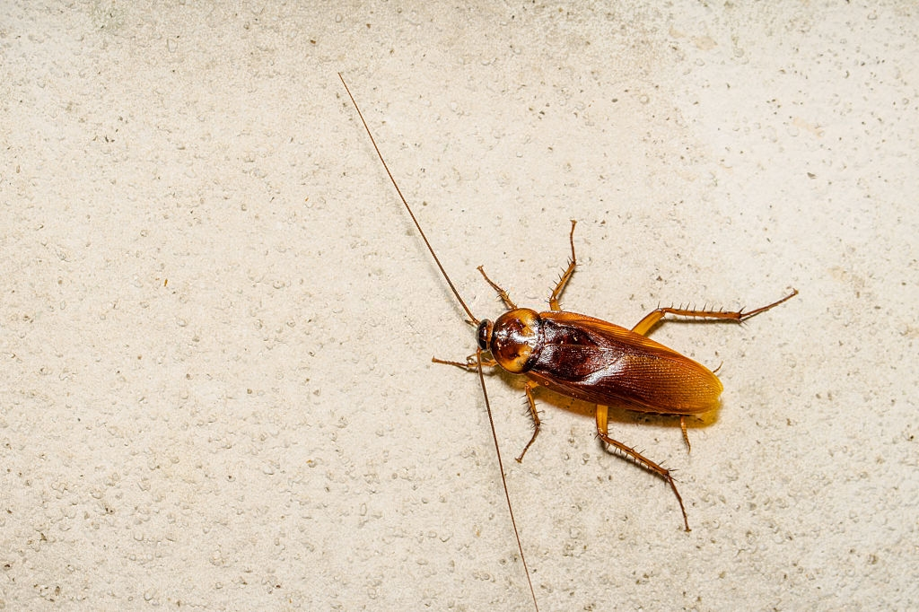 Cockroach Control, Pest Control in Chingford, Highams Park, E4. Call Now 020 8166 9746