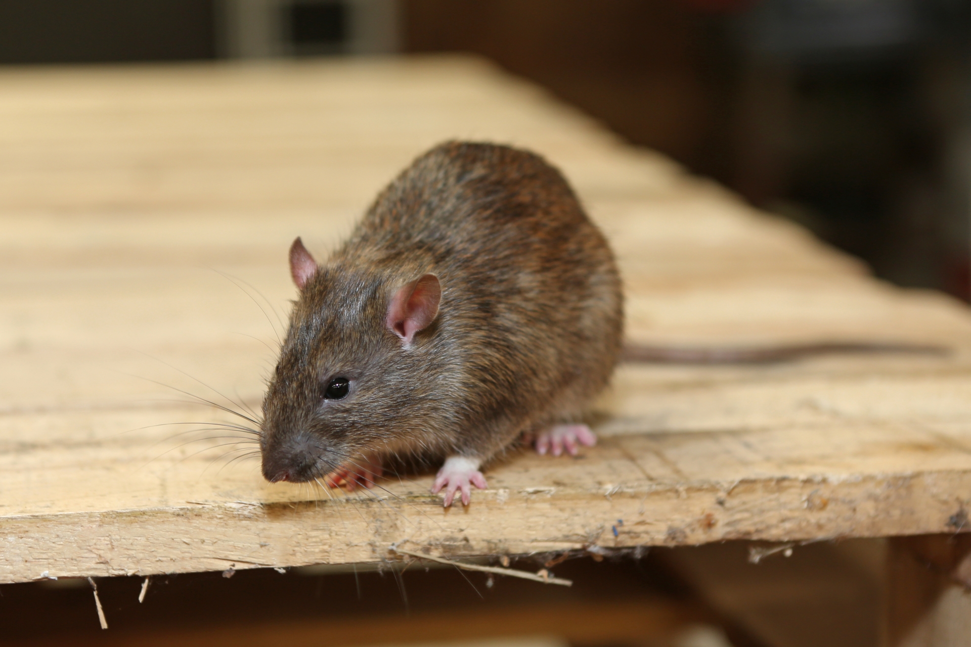 Rat Infestation, Pest Control in Chingford, Highams Park, E4. Call Now 020 8166 9746