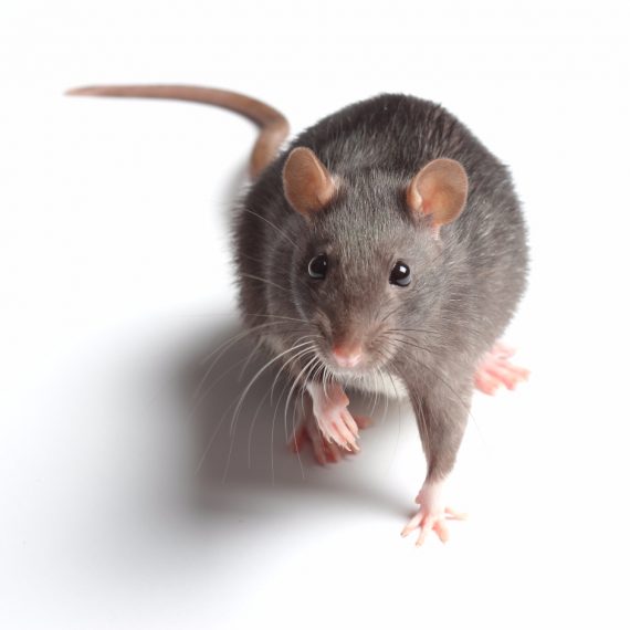 Rats, Pest Control in Chingford, Highams Park, E4. Call Now! 020 8166 9746