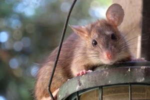 Rat extermination, Pest Control in Chingford, Highams Park, E4. Call Now 020 8166 9746