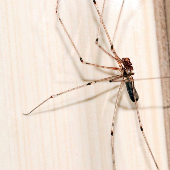 Spiders, Pest Control in Chingford, Highams Park, E4. Call Now! 020 8166 9746