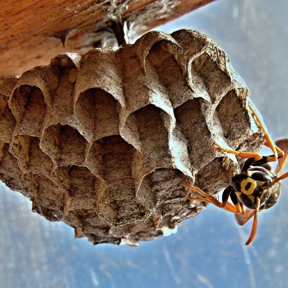 Wasps Nest, Pest Control in Chingford, Highams Park, E4. Call Now! 020 8166 9746