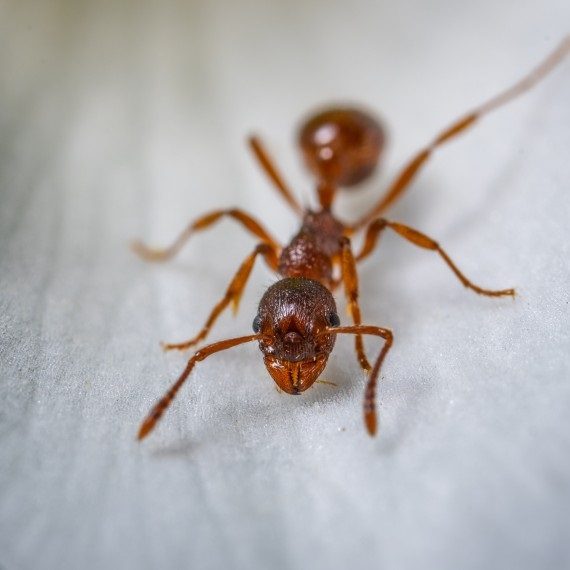 Field Ants, Pest Control in Chingford, Highams Park, E4. Call Now! 020 8166 9746