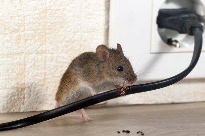 Pest Control in Chingford, Highams Park, E4. Call Now! 020 8166 9746