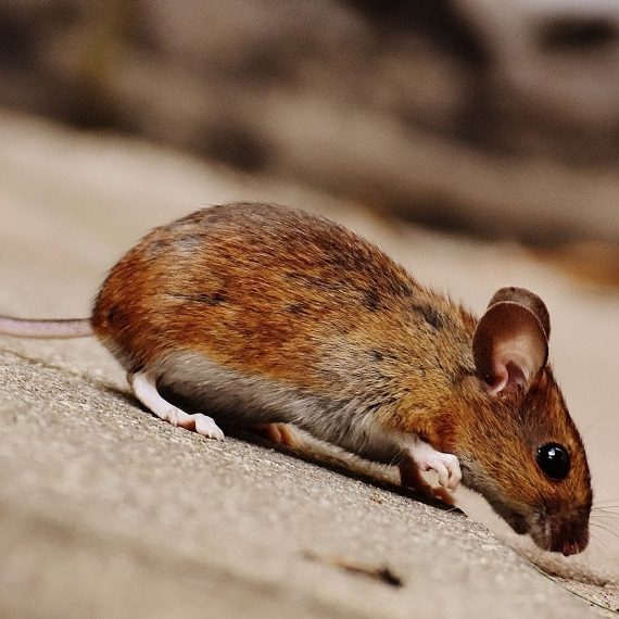 Mice, Pest Control in Chingford, Highams Park, E4. Call Now! 020 8166 9746