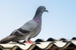 Pigeon Control, Pest Control in Chingford, Highams Park, E4. Call Now 020 8166 9746